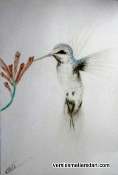 Colibri au crayon